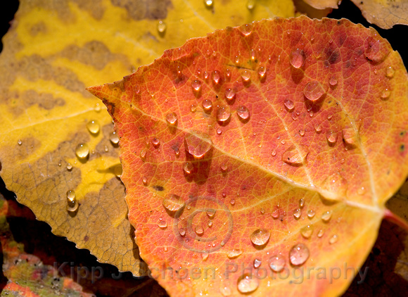 Red and Gold Aspen Leaf with Rain Drops