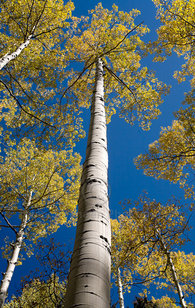 Towering Single Aspen Perspective