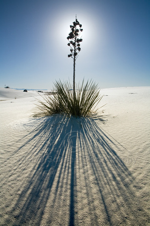 White Sands Yucca Sunburst
