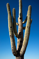 Saguaro Arms