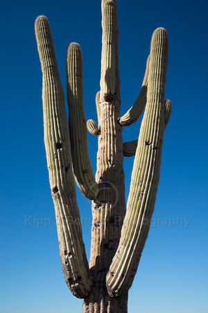 Saguaro Arms