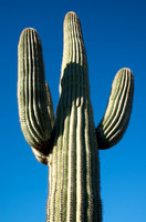 Saguaro Details