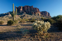 Superstitions Cholla and Saguaro Cactus