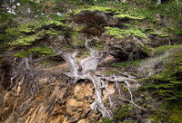 Old Veteran Cypress