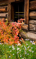 Log Cabin Window and Autumn Plants