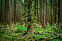 Mossy Forest of Trees