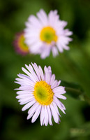 Alpine Daisy Wildflower Pair