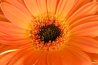 Gerber Daisy from Front