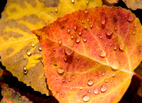 Red and Gold Aspen Leaf with Rain Drops