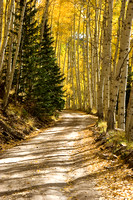 Aspen Lined Country Road Dappled with Shadows