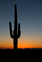 Superstitions Saguaro Sunset Silhouette
