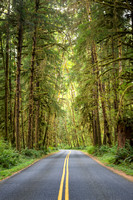 Tree Lined Road to Hoh Rain Forest