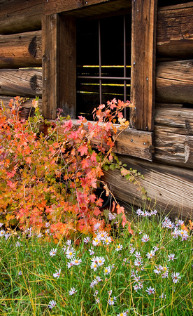 Log Cabin Window and Autumn Plants