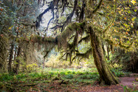 Hoh Rain Forest Mossy Trees and Forest