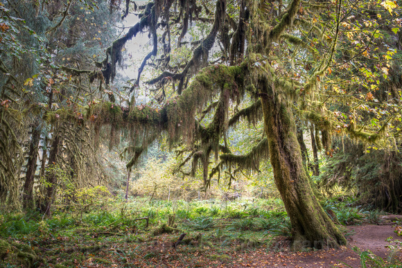 Hoh Rain Forest Mossy Trees and Forest