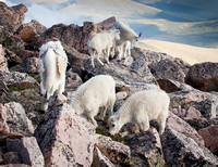 Mountain Goat Group