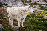 Juvenile Mountain Goat