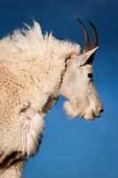 Mountain Goat Profile