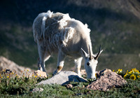 Grazing Mountain Goat