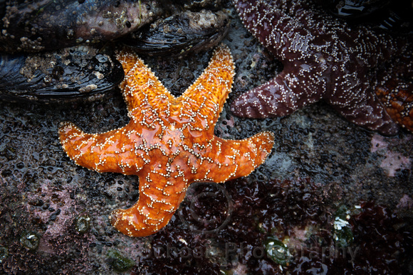 Bandon Beach Starfish