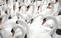 Windsor Swans