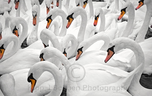 Windsor Swans